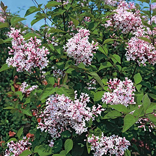 Zwergflieder 'Superba' - Syringa Microphylla 'Superba' - 40-60 cm Topf - Kompakte Sorte mit lila Blüten
