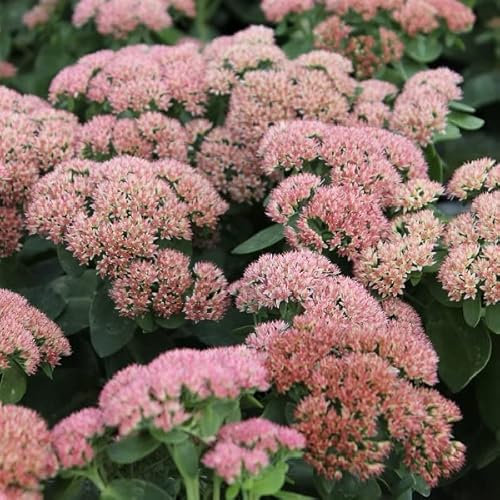 6x Orpin 'Herbstfreude' – Sedum ‘Herbstfreude’ – Godet 9x9cm | Fleurs roses, attrait automnal