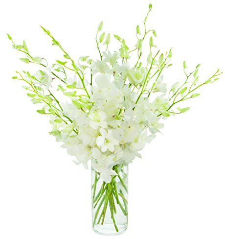 KaBloom PRIME NEXT DAY DELIVERY - Fall Collection - Exotic Perla White Orchid Bouquet of 20 Fresh White Orchid with Vase.Gift for Birthday, Sympathy, Thank You, Valentine, Mother’s Day Fresh Flowers
