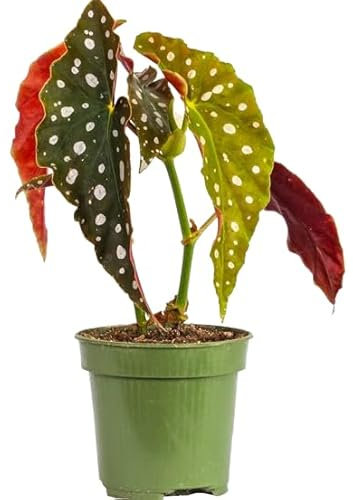 Begonia Maculata Planta Natural Exótica y Resistente