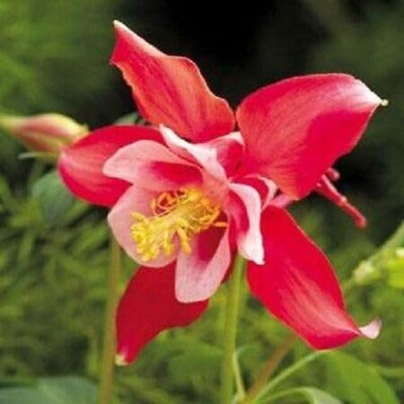 Nouveau frais 70pcs graines de fleurs Aquilegia