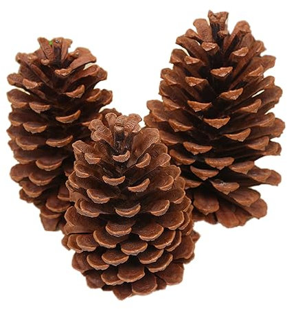 Lot de 6 Pommes de Pin Naturelles pour Noël - Décoration Sapin de Noël, Pin Américain L, 15-18 cm