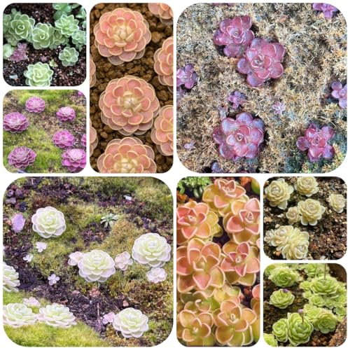 Pinguicula carnivora - rare decorazioni giardino per esterni tappezzanti interno per zone soleggiate giardino, tappezzanti, resistenti, 45semi