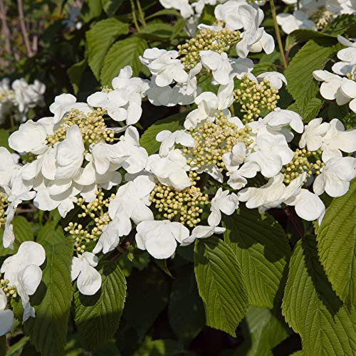 YouGarden Viburnum plicatum 'Kilimanjaro Sunrise', Established Plant in 3L Pot, Ready to Plant