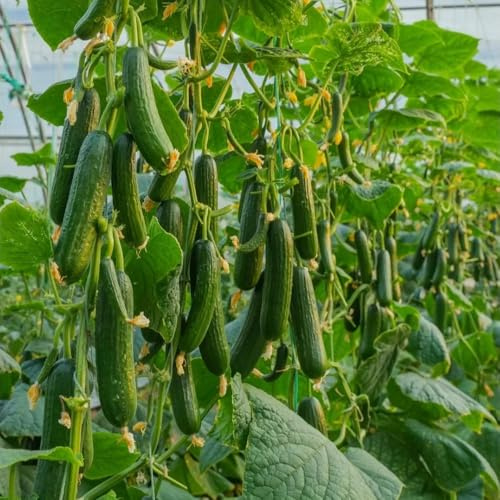 semillas de pepino al aire libre - jardín rocas cocina resistentes cobertura del suelo decorativas balcón orgánicas 300pcs