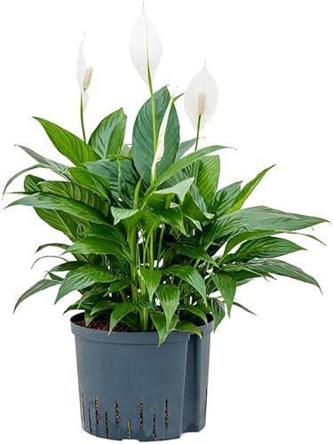 Spathiphyllum Peace Lily Live Indoor Plant in 9cm Pot