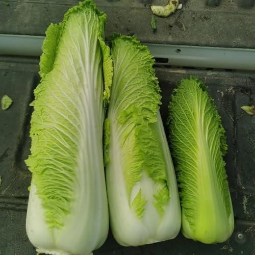 cavolo cinese, semi di pak choi, giardino sul balcone verdi raro resistenti aromatiche da giardino sostenibili vecchie varietà 100pcs