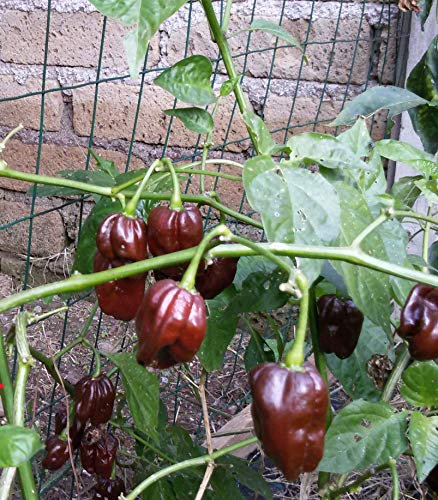 GRAINES DE PIMENT-HABANERO CHOCOLAT