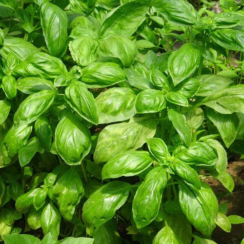 Prademir Basilikum Samen Genovese – 25x Saatgut für Balkon & Garten | Aromatisch & keimfreudig | Kräutersamen aus Portugal | Plastikfrei verpackt | Für Küche & Kräutergarten