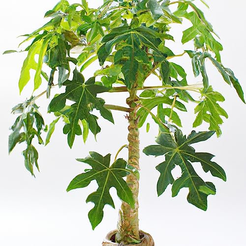 Papaya Bonsai or Exotic Fruit Tree 'Carica Papaya' Seeds - 10 Rare Seeds - UK Hardy