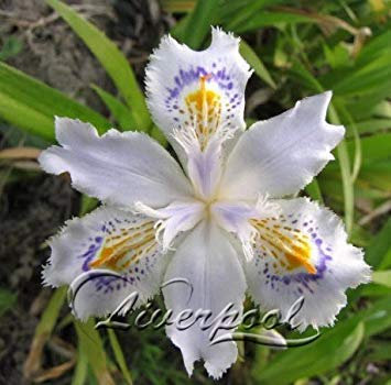 VISTARIC 200 / bag Rettichsamen sieht aus wie Wurst DUETT Vorfrühling Rettich, sehr produktiv und dekorative Vielfalt