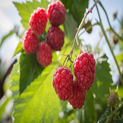 Prelude Raspberry - 5 Red Raspberry Plants - Everbearing - Organic Grown -