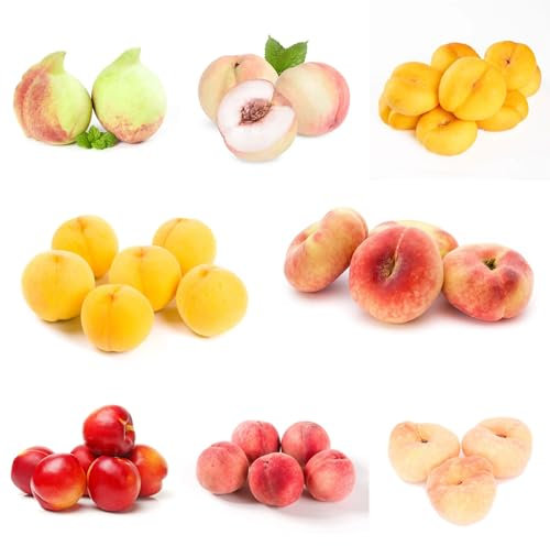 pfirsich samen - pfirsichbaum - obst frisch, winterharte pflanzen für balkon obstbaum, steingartenpflanzen winterhart gartenpflanzen winterhart mehrjährig obstbäume, bäume garten 20pcs