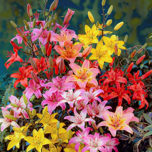 FLORIUM Collection d'oignons de lys asiatiques, (15 bulbes), 5 variétés, mélange de lys géants de Hollande, bulbes vivaces pour pots et balcons (pas de graines, non artificiels)