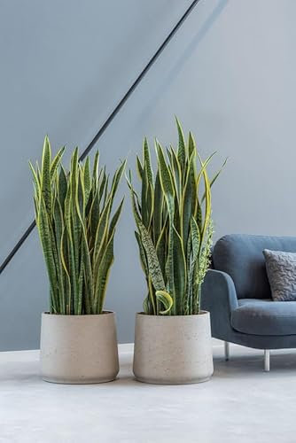 Finestgreen Patt Pflanzgefäß Grau M | Blumentopf für Innen- und Außenbereich, Frostfest, UV-Beständig, wasserdicht | Blumenkübel Betonoptik