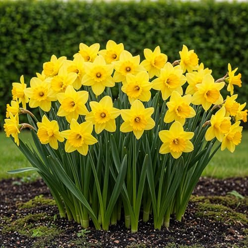 Blomsterlökar - Narcissus 'Yellow' - Gul - 40 plantor - Lökstorlek 10/12-15-30cm - Ø5cm - Trädgårdsväxt - Flerdeal