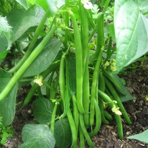 PREMIER SEEDS DIRECT - Dwarf Kenyan Bean - Ferrari - Approx 100 Seeds