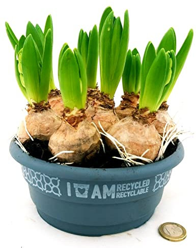 POWERS TO FLOWERS - NARCISO BIANCO e GIACINTO BIANCO, CIOTOLA, VASO 17CM, piante vere