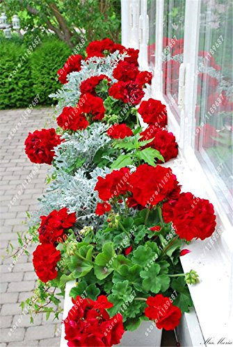 50 pezzi/sac géranio rouge semi raro semi bonsaï fleur plante perenne pélargonium Peltatum semi intérieur chambre dans le jardin de la maison 5