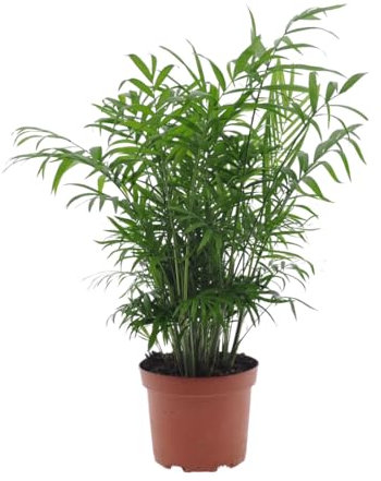 Plant in a Box - Chamaedorea elegans - Bergpalme - Bergpalme - Schmuckpalme - Zimmerpflanze - Topf 17cm - Höhe 50-60cm