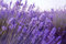 100 Lavendelsamen - Blumen Pflanzengarten Garten - reproduzierbare Bauernsamen - Aussaat