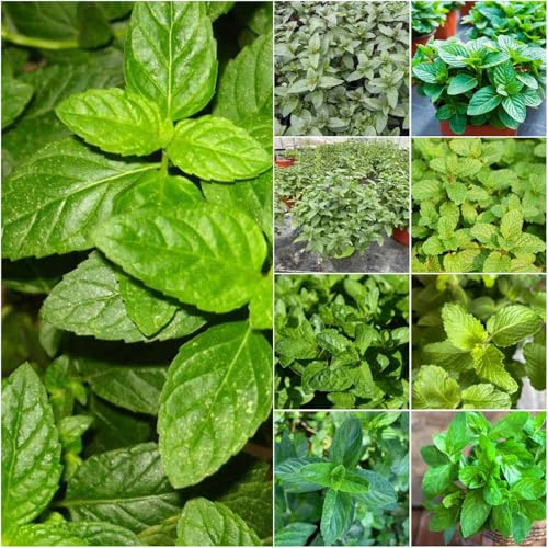 semillas de menta organicas - semillas balcón resistentes al invierno - Serie de raras menta organicas camas 50pcs