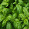 Albahaca italianos semillas grandes hoja de la hierba (Ocimum basilicum) 100 + Semillas