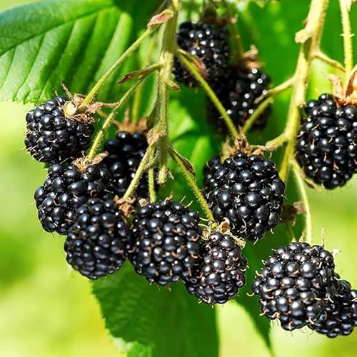 2 Triple Crown BlackBerry Plants Live for Planting 5 to 8 Inch Height, BlackBerry Bush Live Plant, Sweet Blackberries Fruit Seedlings