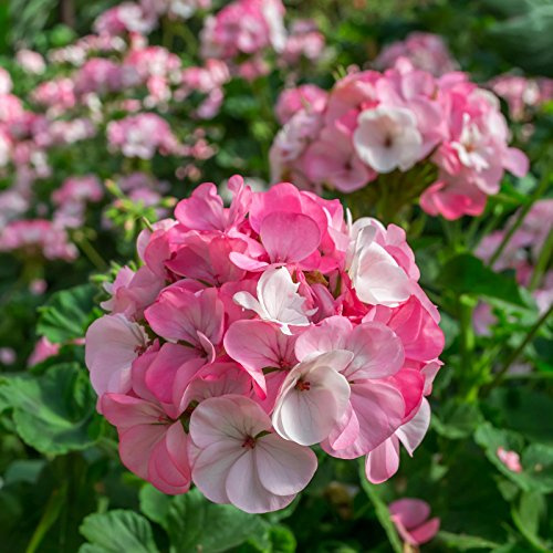 Pinto Premium F1 Series Geranium Flower Garden Seeds - White to Rose - 100 Seeds - Annual Flower Gardening Seed