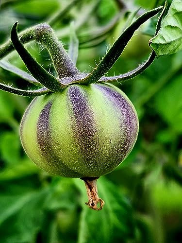 Rebel Star Fighter Tomato Seeds - 15 Fresh Rebel Star Fighter Tomato Seeds