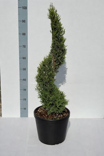 Cipresso a Spirale – Cupressocyparis leylandii Verde | Sempreverde Topiato Decorativo | Ideale per Ingressi e Giardini Eleganti - Vivai Giulian Giovani Piante