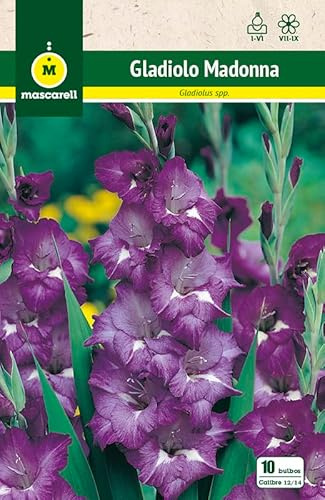 Mascarell Semillas, GLADIOLO MADONNA, Semillas Bulbosas, Bulbos de Flores Primavera Fácil de Cultivar, Bolsa 10 Bulbos