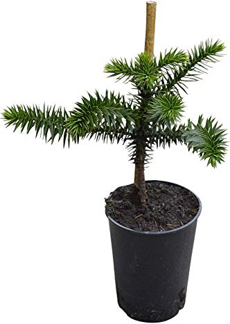 Garden Plant - Araucaria - Monkey Puzzle- Plant Approx 40cm Tall