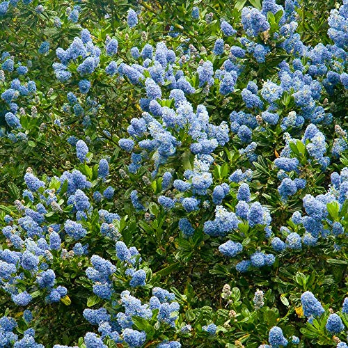 Ceanothus Victoria, Lilas californien, arbuste persistant pour jardin extérieur en pot.