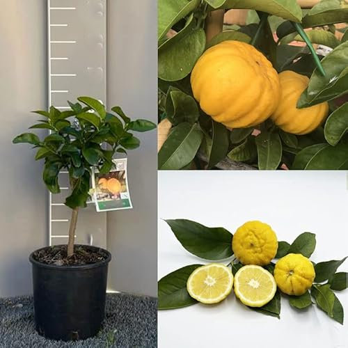 SAVINI VIVAI citronnier, agrume Lemon Mellarosa en pot de 20 cm hauteur 70 cm 2-3 ans de greffage, fabriqué en Italie