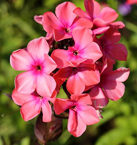Hohe Flammenblume Rijnstroom - Phlox Paniculata