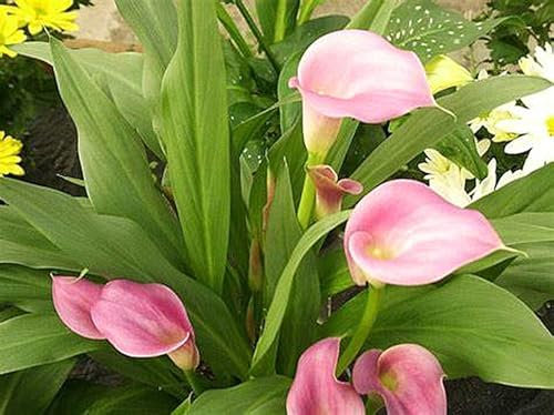 Calla Lily Bulbs for Planting,Flowering Rhizome,Calla Lily Tubers UK,Calla Lily Bulbs Mix,Excellent Display Indoor Perennial Balcony Garden Bulbs-2bulbs-A