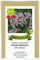 Echter Baldrian - Valeriana officinalis - Bienenweide - Zier- + Arzneipflanze - 200 Samen