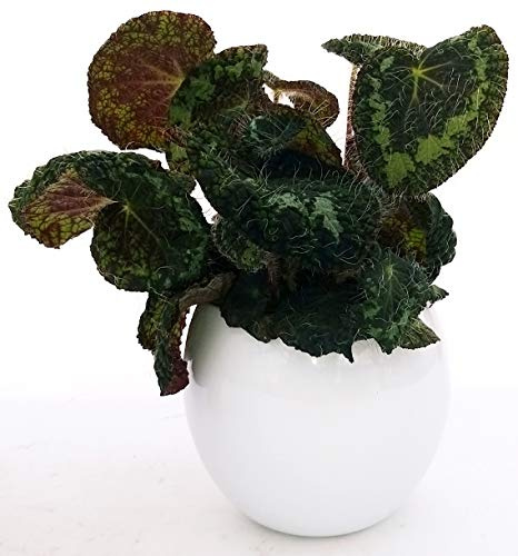 POWERS TO FLOWERS - BEGONIA REX' SIZEMOREA IN VASO CERAMICA BIANCO SFERICO, VASO 13CM pianta vera