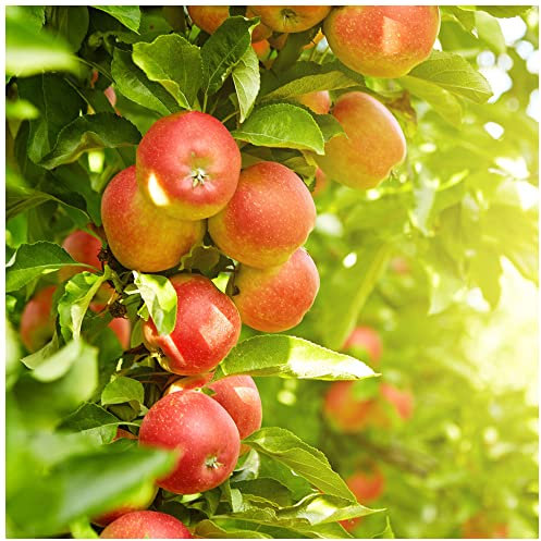 Jonagold Apple Tree 4-5ft Ready to Fruit Juicy, Sweet Apples 3fatpigs®