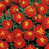 Marigold - (Tagetes Patula Nana Double Brocade) - Rouge - 50 graines