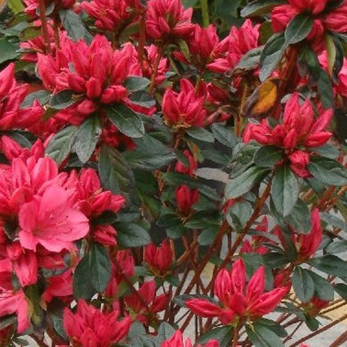 Azalea Japonica Evergreen 'Madame Galle' 15cm Pot Size