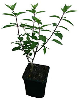 5 x Rispenhortensie Pflanzen SET verschiedene Hortensien Neuheiten