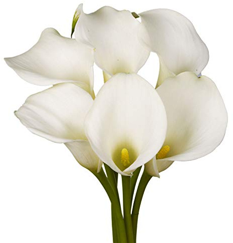 GlobalRose 10 White Mini Calla Lily – Responsibly Sourced Lilies Flowers – Hand-Picked Flowers Fresh Bouquet for Graduation, Anniversary, Birthday & Special Occasions