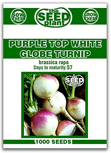 Purple Top White Globe Turnip Seeds - 1000 Seeds Non-GMO