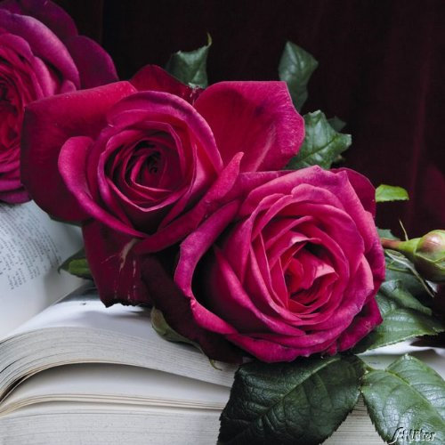 Edelrose Wolfgang von Goethe in purpur-pink - Duftrose winterhart - Rosen-Blüte in purpur-pink - Rose sehr stark duftend im 5 Liter Container von Garten Schlüter - Pflanzen in Top Qualität