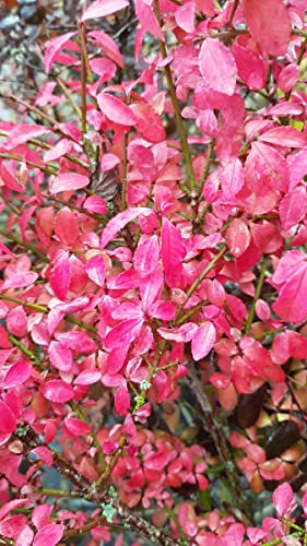 Euonymus alatus 'Compactus' / Fusain à bois ailé compact/Conteneur de 3 à 4 litres