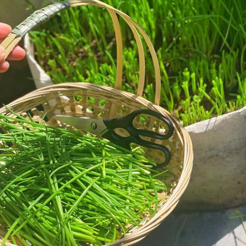 semillas de cebollino, silvestres, cebollino perenne jardín, exótico de jardín, 200pcs