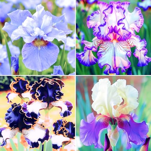 Iris Winterhart Perenne - Hermosos lirios comprar, resistente a las heladas para cualquier jardín y decoración del hogar-6Iris knolle-F