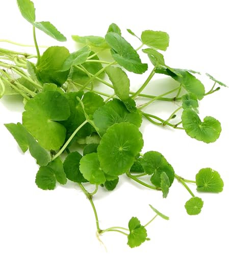 K2AQUA Hydrocotyle Leucocephala Brazilian Pennywort Live Aquarium Plant Easy Care Freshwater Tropical Green Foliage Perfect for Fish Tanks and Aquascaping Healthy Floating Stem